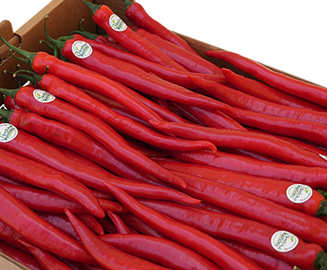 Chilli Red