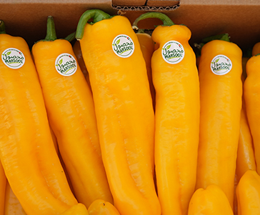 Sweet Chilli Yellow
